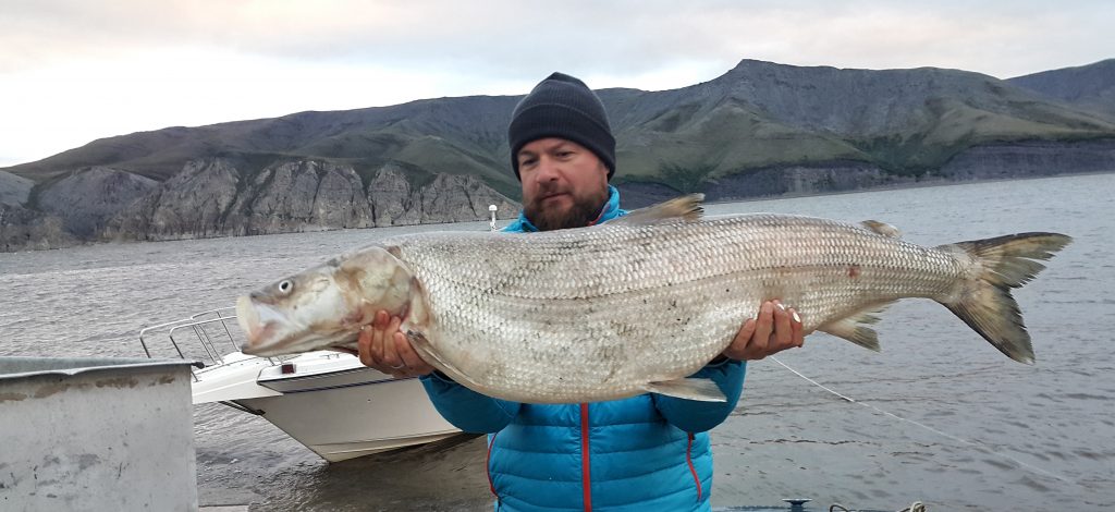 Russian Lena River Probably Holds The Biggest Sheefish Inconnu Or   Snapseed11 1024x470 